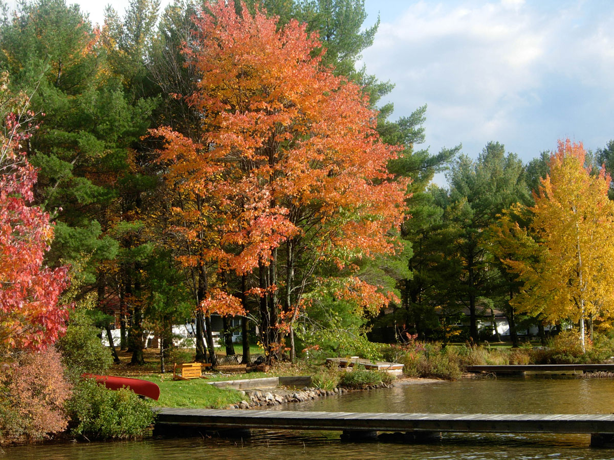 fall leaves